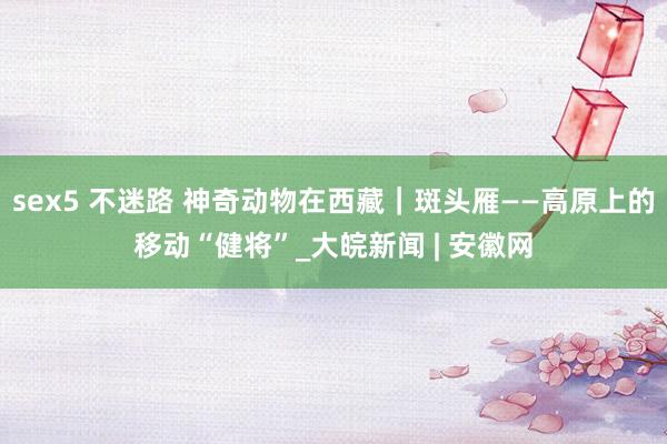 sex5 不迷路 神奇动物在西藏｜斑头雁——高原上的移动“健将”_大皖新闻 | 安徽网